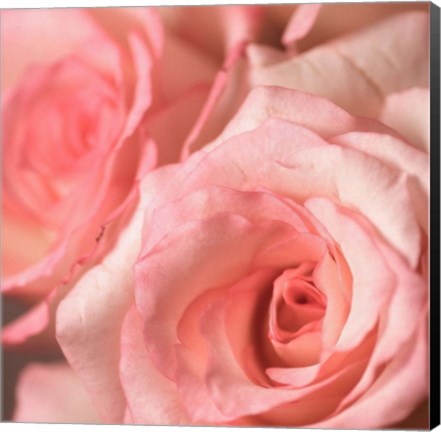 Framed Pink Rose 2 Print