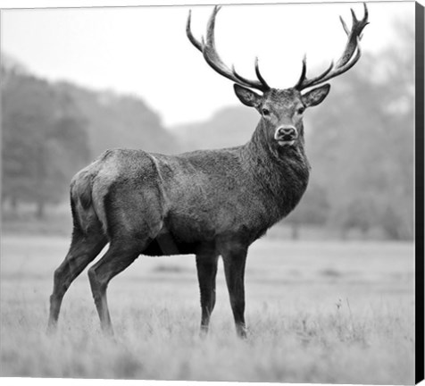 Framed Proud Deer Print