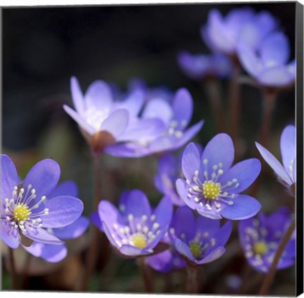 Framed Purple Flowers 1 Print