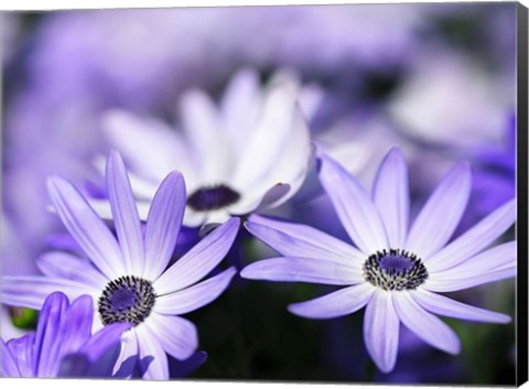 Framed Purple Flowers 3 Print