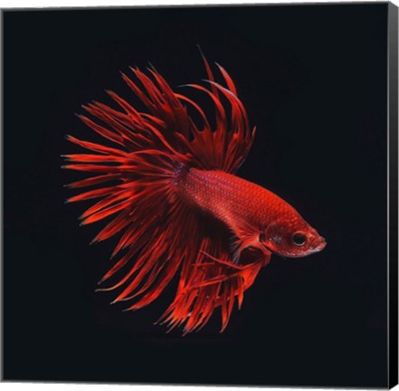 Framed Red Betta Fish Print