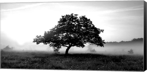 Framed Solemn Tree Print