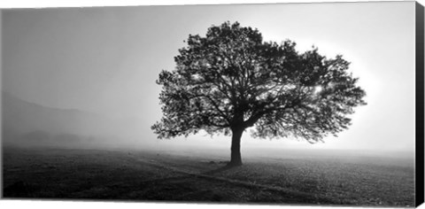 Framed Tree in Mist Print