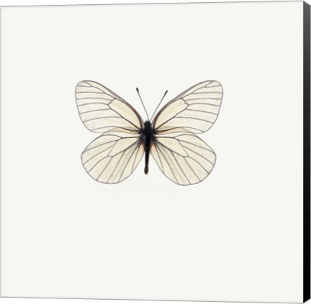 Framed White Butterfly Print