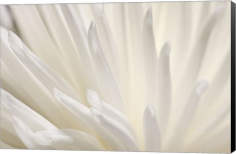 Framed White Flower Print