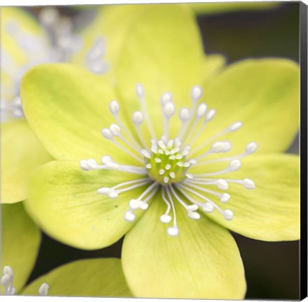 Framed Yellow Blossom Print