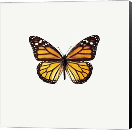 Framed Yellow Butterfly 2 Print