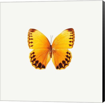 Framed Yellow Butterfly Print