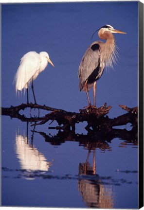 Framed Great Egret and Great Blue Heron on a Log in Morning Light Print