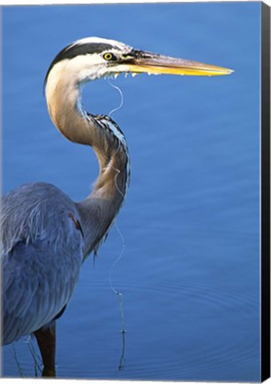 Framed Doomed Great Blue Heron, Venice, Florida Print