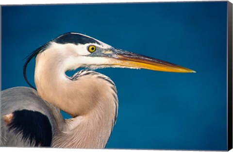 Framed Great Blue Heron, Sanibel Island Print