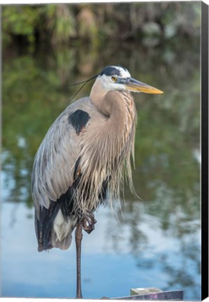 Framed Florida Orlando Great Blue Heron at Gatorland Print