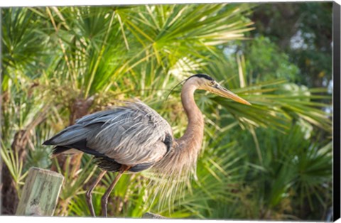 Framed Great Blue Heron at Gatorland Print