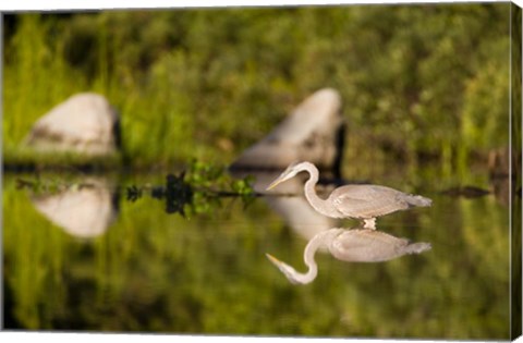 Framed Great Blue Heron Feeds in Katahdin Lake, Maine, Print