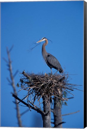 Framed Great Blue Heron bird, Lubberland Creek, NH Print