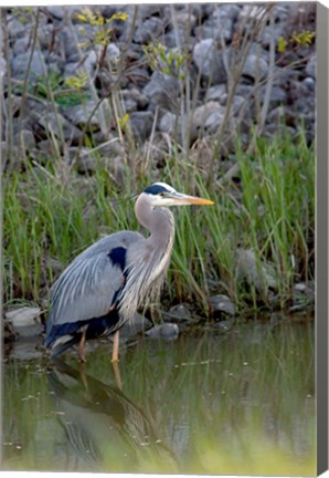 Framed Great Blue Heron bird Maumee Bay Refuge, Ohio Print