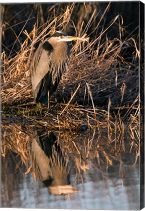 Framed OR, Baskett Slough NWR, Great Blue Heron bird Print