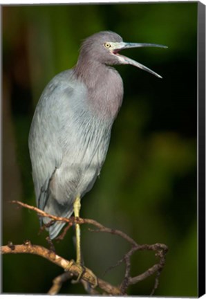 Framed Little Blue Heron (Egretta caerulea), Tortuguero, Costa Rica Print