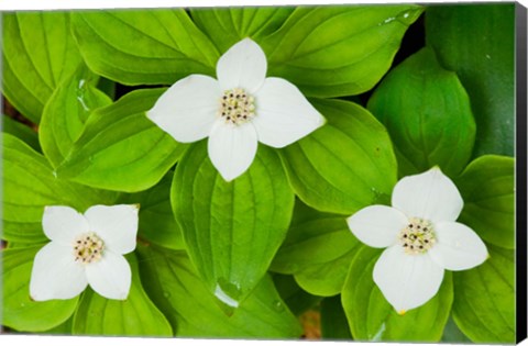 Framed Bunchberry in Bloom on Monadnock Mountain, Lemington, Vermont Print