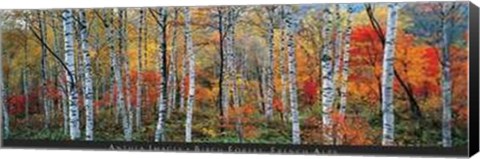 Framed Birch Forest, French Alps Print