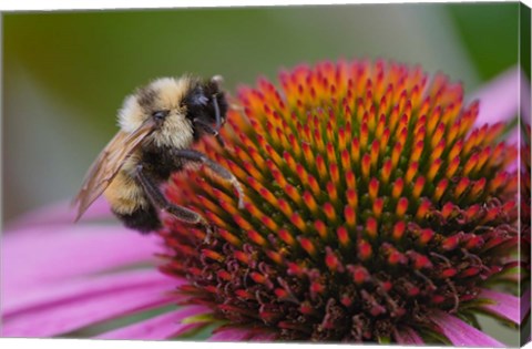 Framed Bumble bee on aster, New Hampshire, Bombus Print