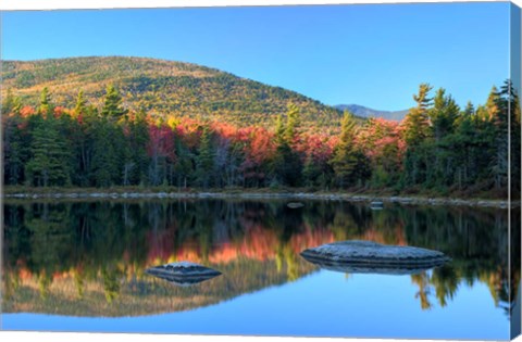 Framed Lily Pond, White Mountain Forest, New Hampshire Print