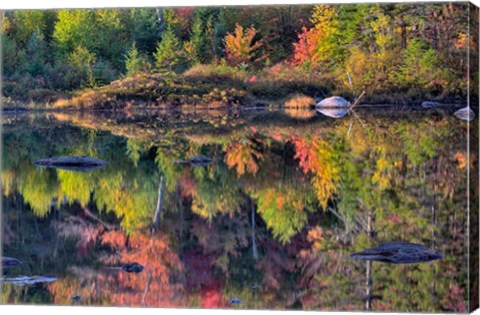 Framed Shoreline reflection, Lily Pond, White Mountain National Forest, New Hampshire Print