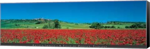 Framed Field of Poppies, Tuscany Print