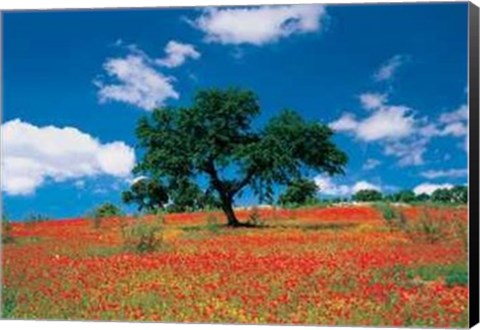 Framed Poppy Field, Andalusia Print