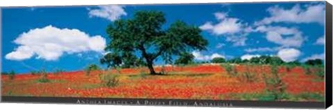 Framed Poppy Field, Andalusia Print