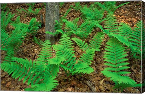 Framed Ferns Next to Woodman Brook, Tributary of the Lamprey River, New Hampshire Print