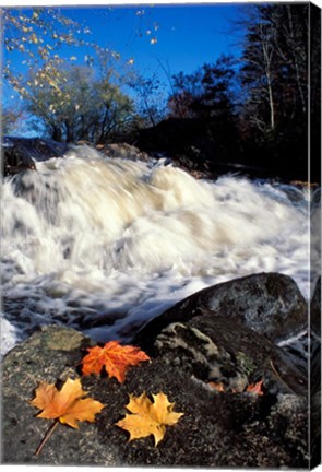 Framed Maple Leaves and Wadleigh Falls on the Lamprey River, New Hampshire Print