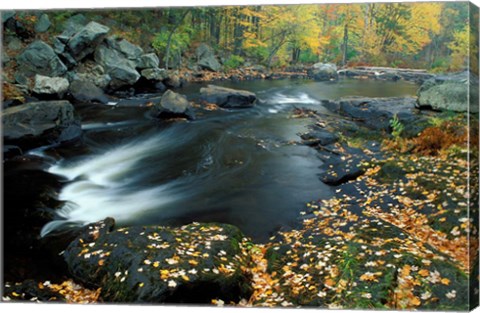 Framed Autumn Leaves at Packers Falls on the Lamprey River, New Hampshire Print