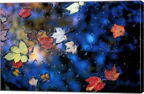 Framed Leaves in a Pond Next to Kilburn Loop Trail, Pisgah State Park, New Hampshire Print