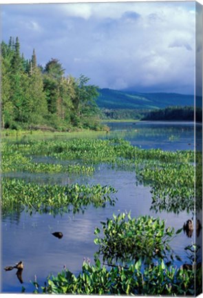 Framed Pickerel Weed, Pontook Reservoir, Androscoggin River, New Hampshire Print