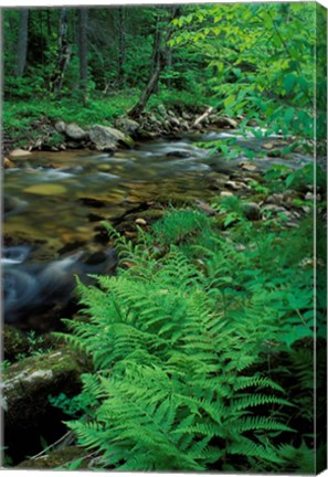 Framed Lady Fern, Lyman Brook, The Nature Conservancy&#39;s Bunnell Tract, New Hampshire Print