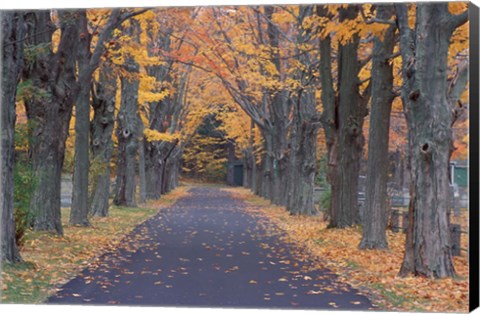 Framed Sugar Maples in a Rye Cemetary, New Hampshire Print