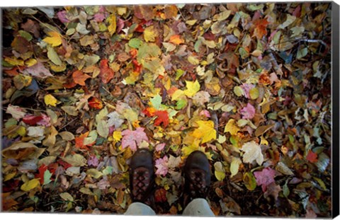 Framed Fall Foliage on Forest Floor in White Mountains, New Hampshire Print