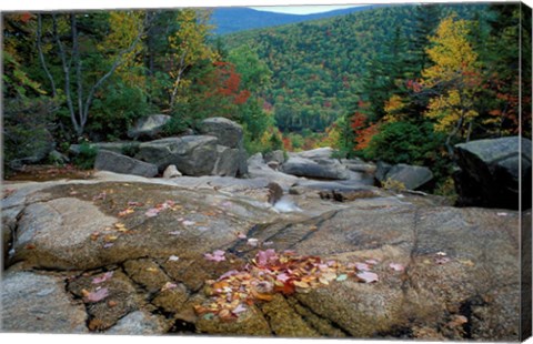 Framed Fall Foliage, Appalachian Trail, White Mountains, New Hampshire Print