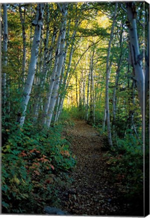 Framed White Birch and Yellow Leaves in the White Mountains, New Hampshire Print