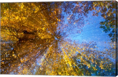 Framed Greeley Ponds Trail, Northern Hardwood Forest, New Hampshire Print