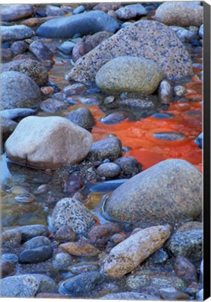 Framed Fall Colors Reflect in Saco River, New Hampshire Print