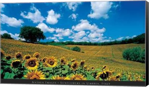 Framed Sunflowers in Umbria, Italy Print