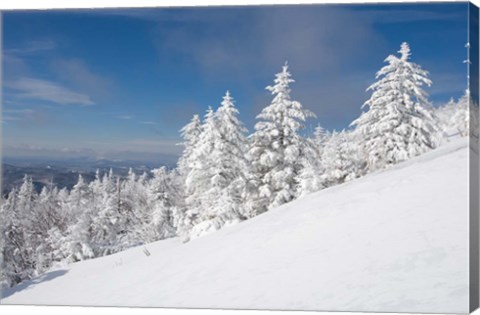 Framed Snowy Trees on the Slopes of Mount Cardigan, Canaan, New Hampshire Print