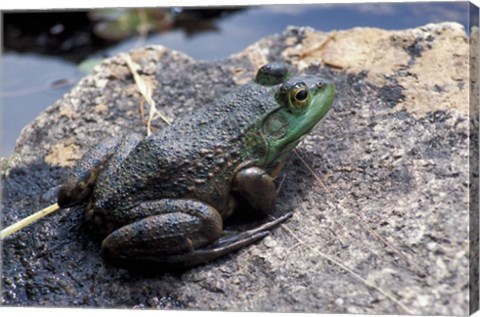 Framed Bull Frog in a Mountain Pond, White Mountain National Forest, New Hampshire Print