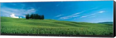 Framed Cypress Trees in Tuscany Print