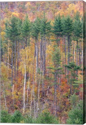 Framed White Mountains in Fall, New Hampshire Print