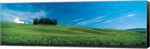 Framed Cypress Trees in Tuscany Print