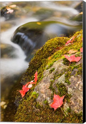 Framed stream in Fall in a Forest in Grafton, New Hampshire Print