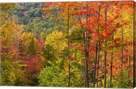 Framed Forest in Grafton, New Hampshire Print